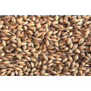 Lager Malt